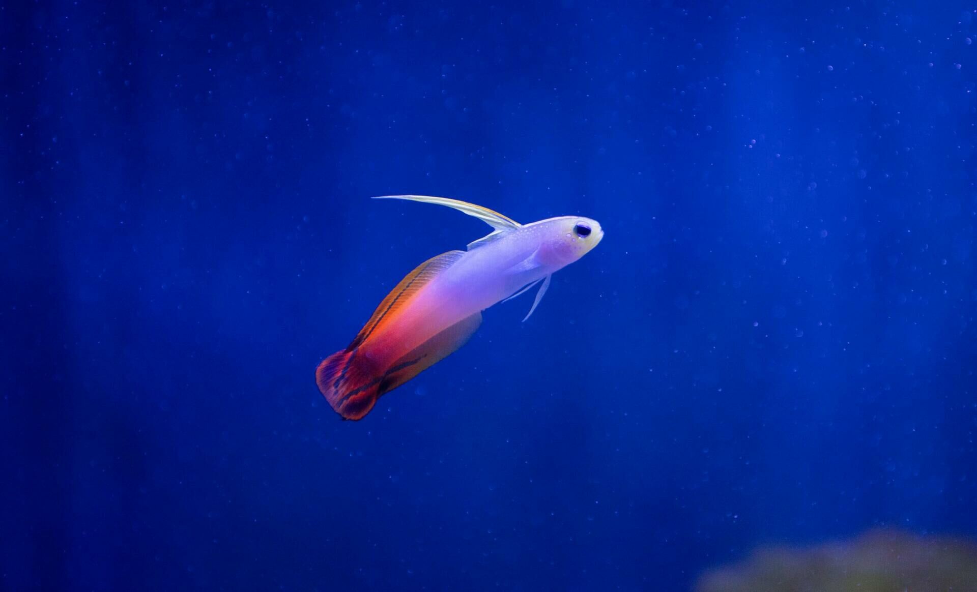Imagem do Goby Firefish